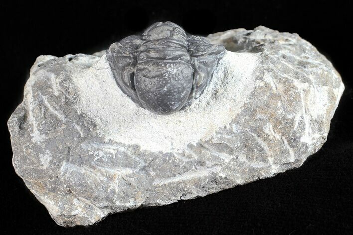 Bargain, Gerastos Trilobite Fossil - Morocco #57637